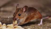 hoarding-cleanup-pest-control Experts in Pineville